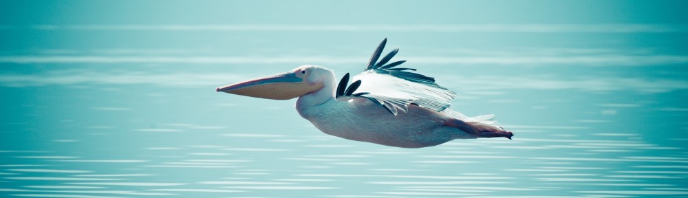 Pelican Waters